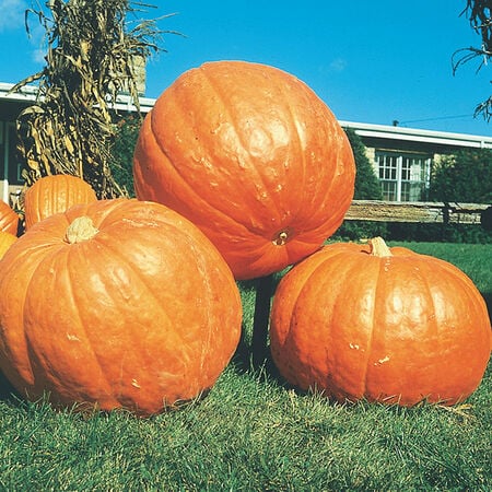 Big Max, Organic Pumpkin Seeds image number null